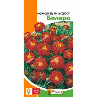 Чорнобривці Болеро низькі